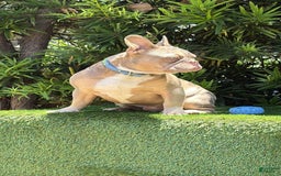 French Bulldog dogs for sale: Dj - Image 7
