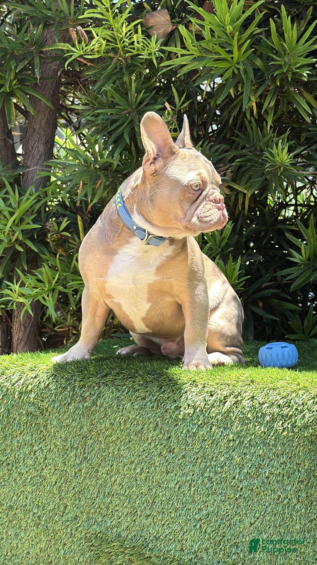 French Bulldog dogs for sale: Dj - Image 7