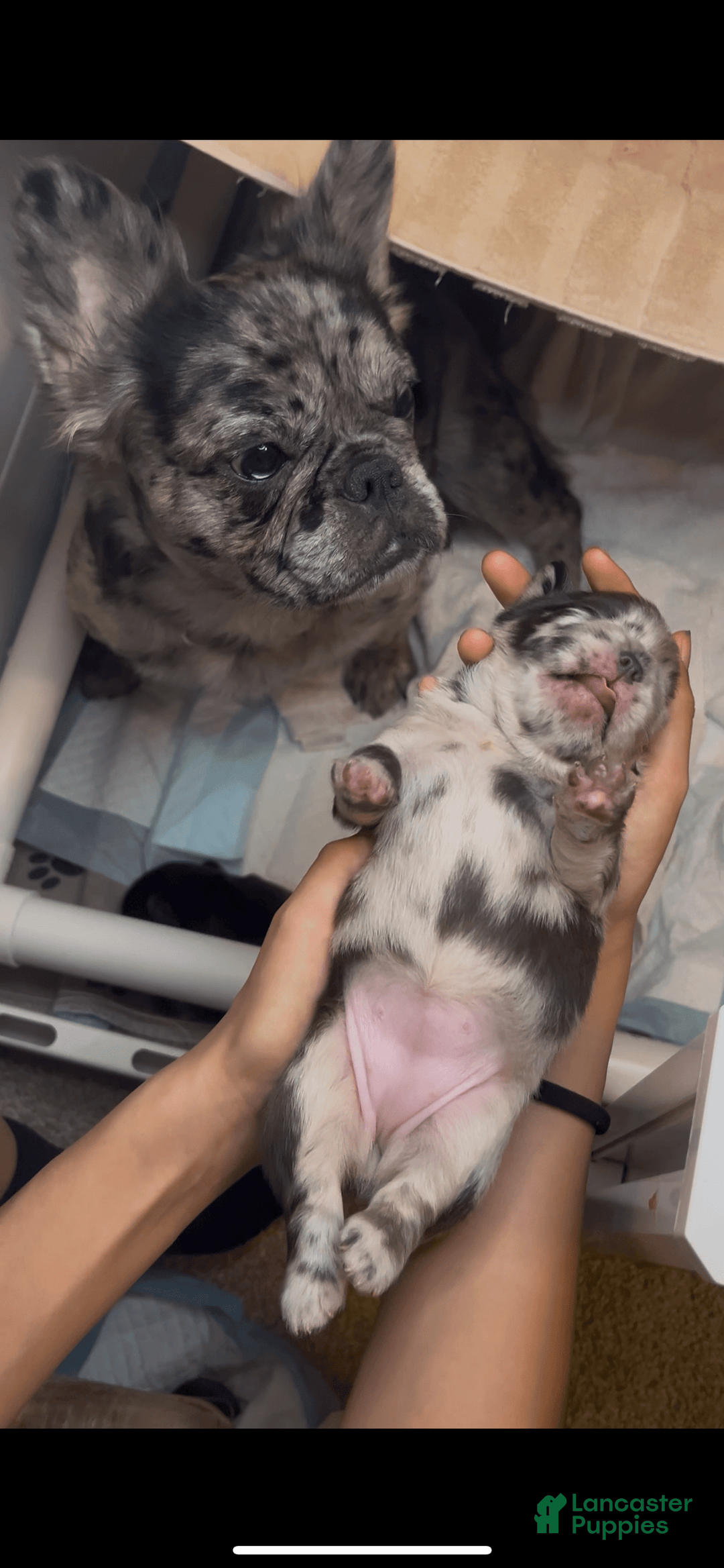 French Bulldog dogs for sale: Sour Patch The Fluffy - Image 1