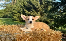Welsh Corgi Pembroke dogs for sale: Molly - Image 2