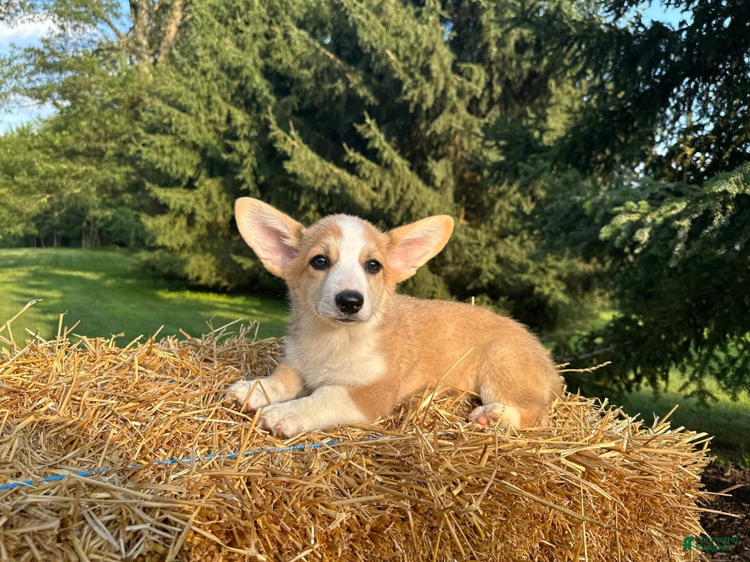 Welsh Corgi Pembroke dogs for sale: Molly - Image 2