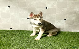 Siberian Husky dogs for sale: Lexy - Image 7