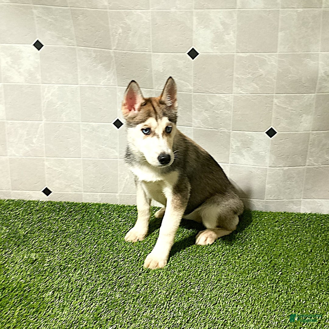 Siberian Husky dogs for sale: Lexy - Image 7