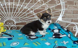 Welsh Corgi Pembroke dogs for sale: Chase - Image 8