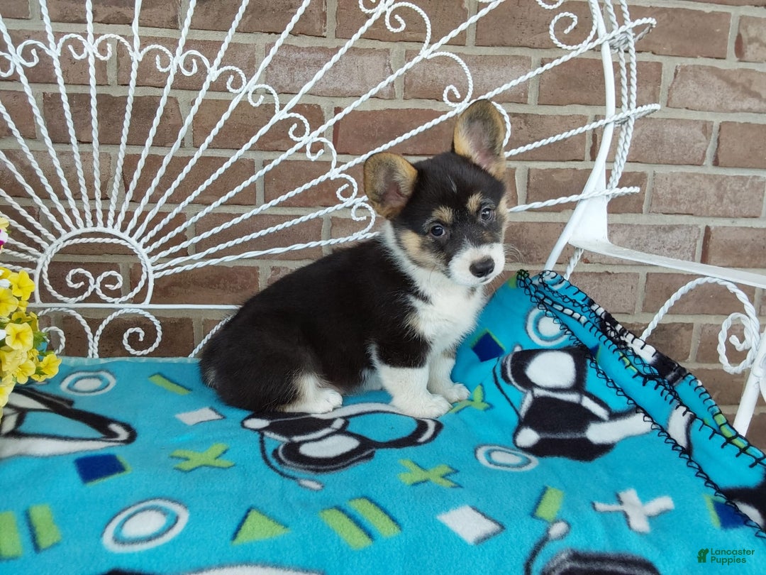 Welsh Corgi Pembroke dogs for sale: Chase - Image 8