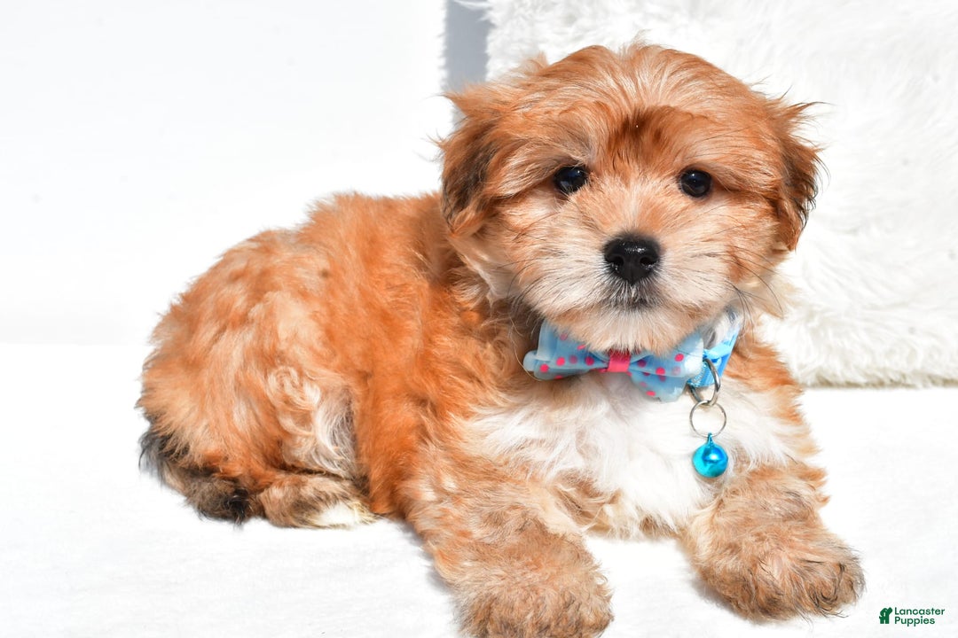 Morkie dogs for sale: Jackson Teacup - Image 7