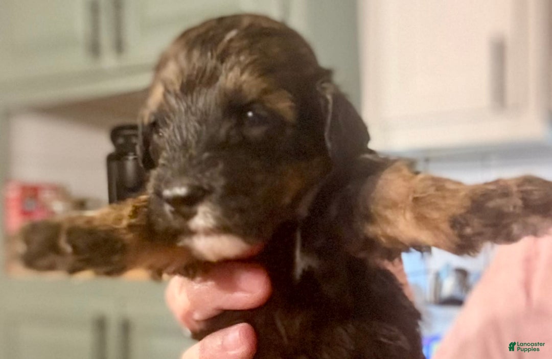 Bernedoodle dogs for sale: Green Collar Girl - Image 10