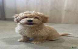 Bichpoo dogs for sale: Cassie - Image 3