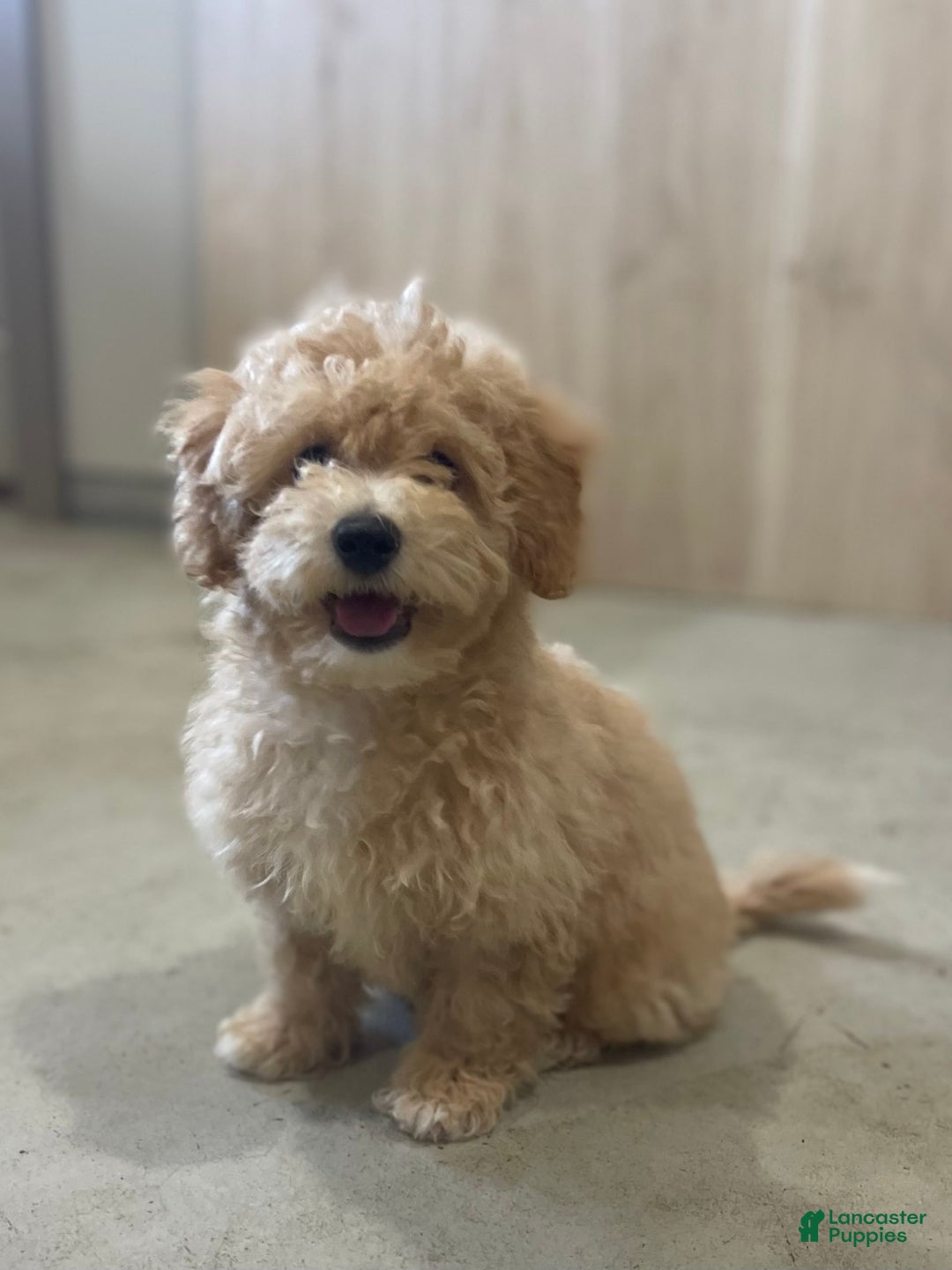 Bichpoo dogs for sale: Cassie - Image 3