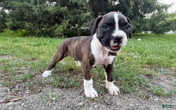 Boxer dogs for sale: Kola - Image 2