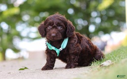 Miniature Dachshund dogs for sale: Dragona - Image 2