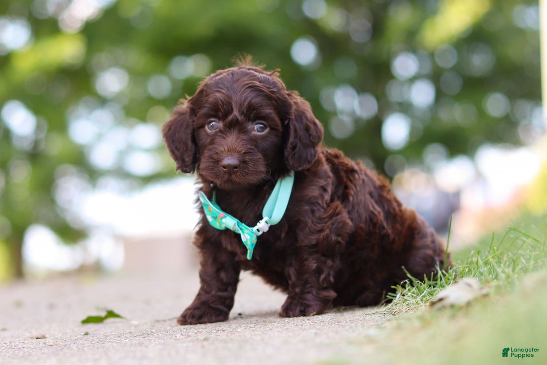 Miniature Dachshund dogs for sale: Dragona - Image 2