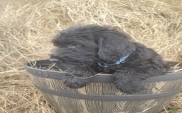 Labradoodle dogs for sale: Finn - Image 3