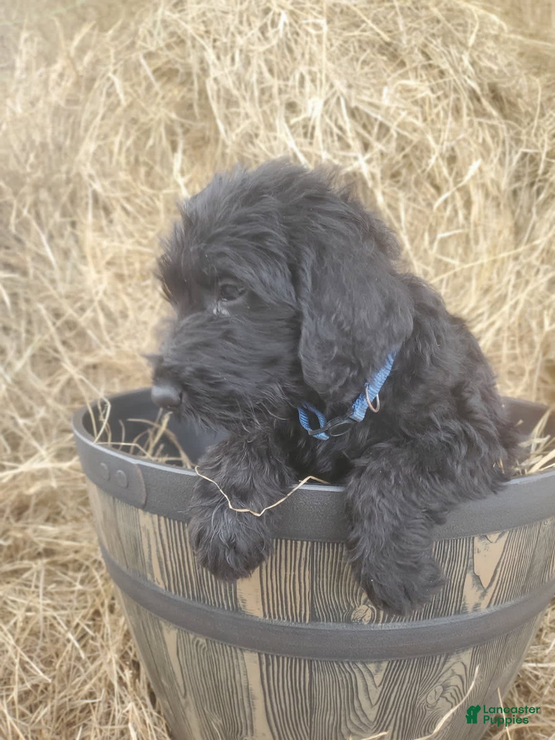 Labradoodle dogs for sale: Finn - Image 3