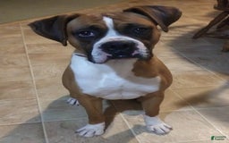 Boxer dogs for sale: Ryder - Image 13