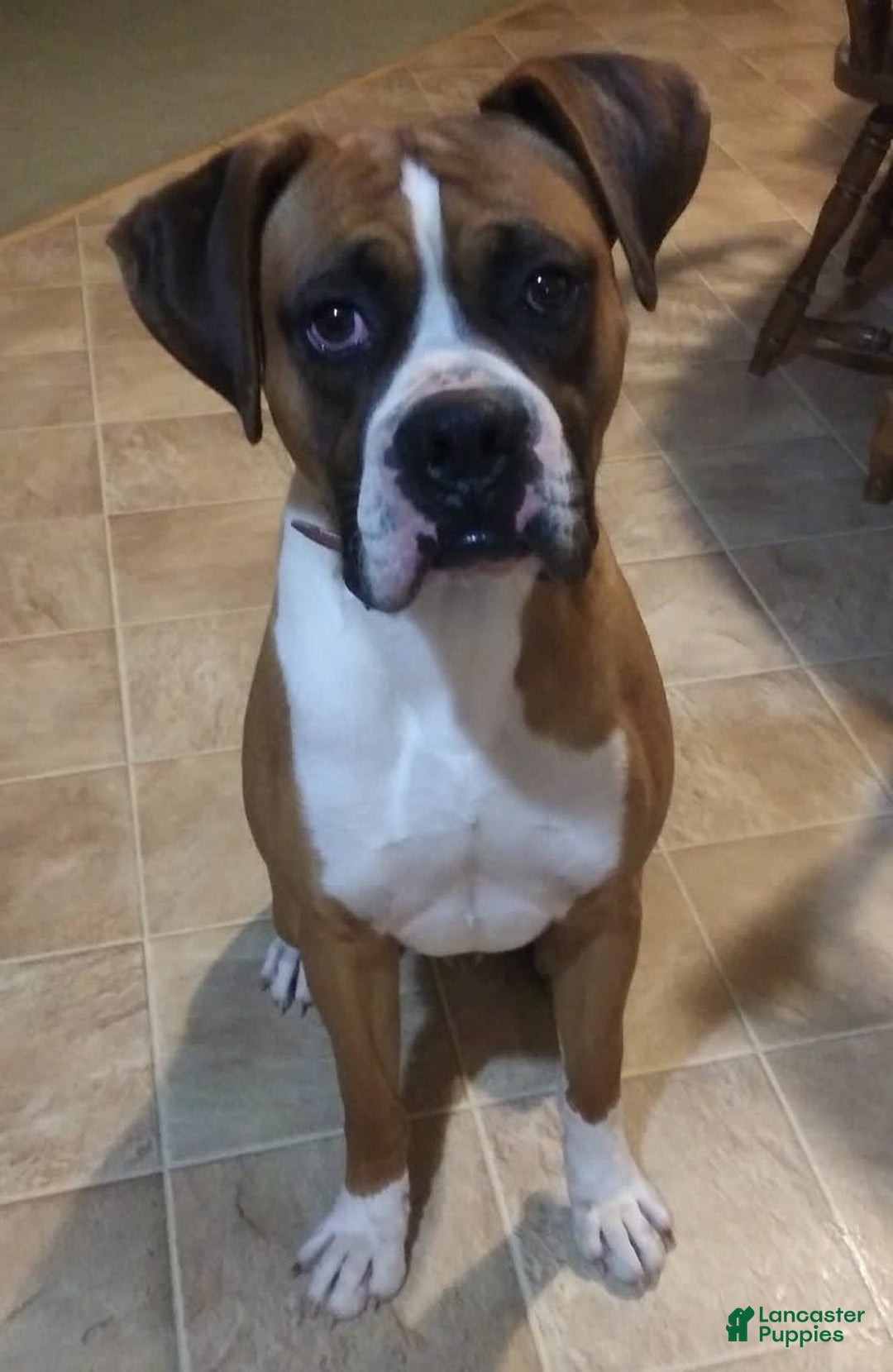Boxer dogs for sale: Ryder - Image 13