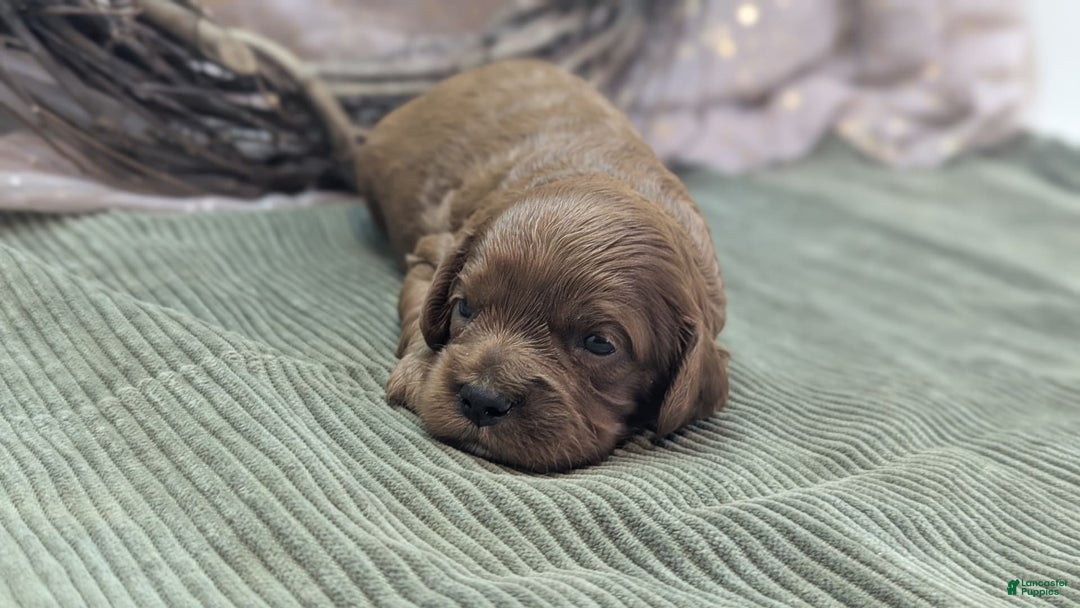 Cavapoo dogs for sale: Zeus - Image 4