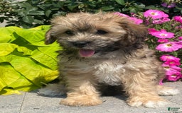 Lhasapoo dogs for sale: Jasper - Image 2