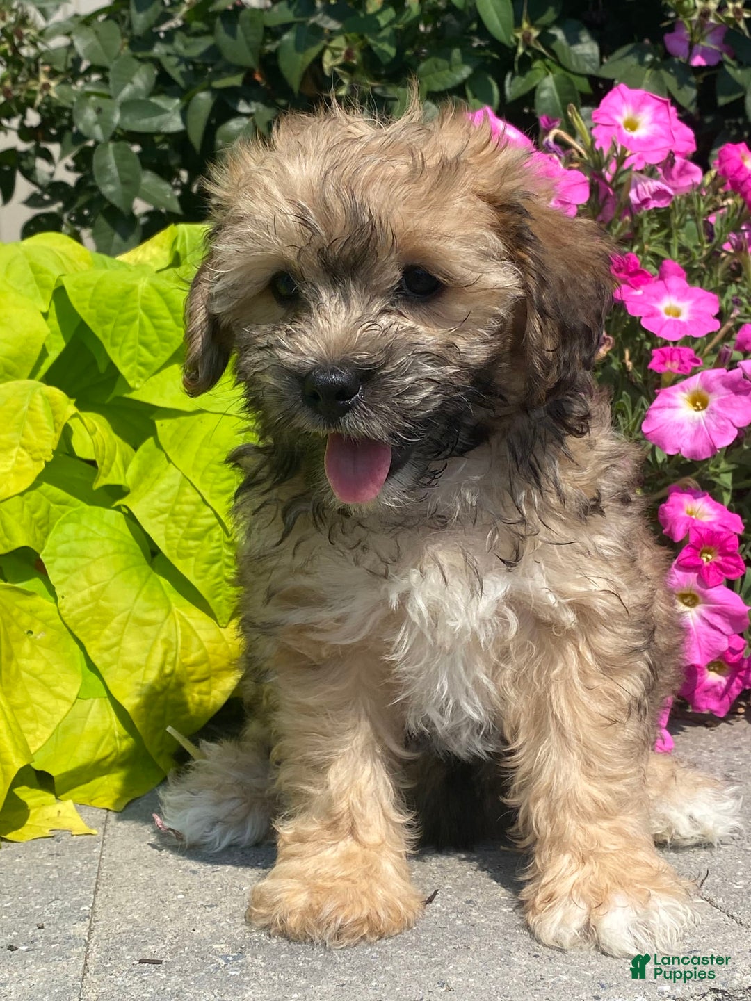 Lhasapoo dogs for sale: Jasper - Image 2