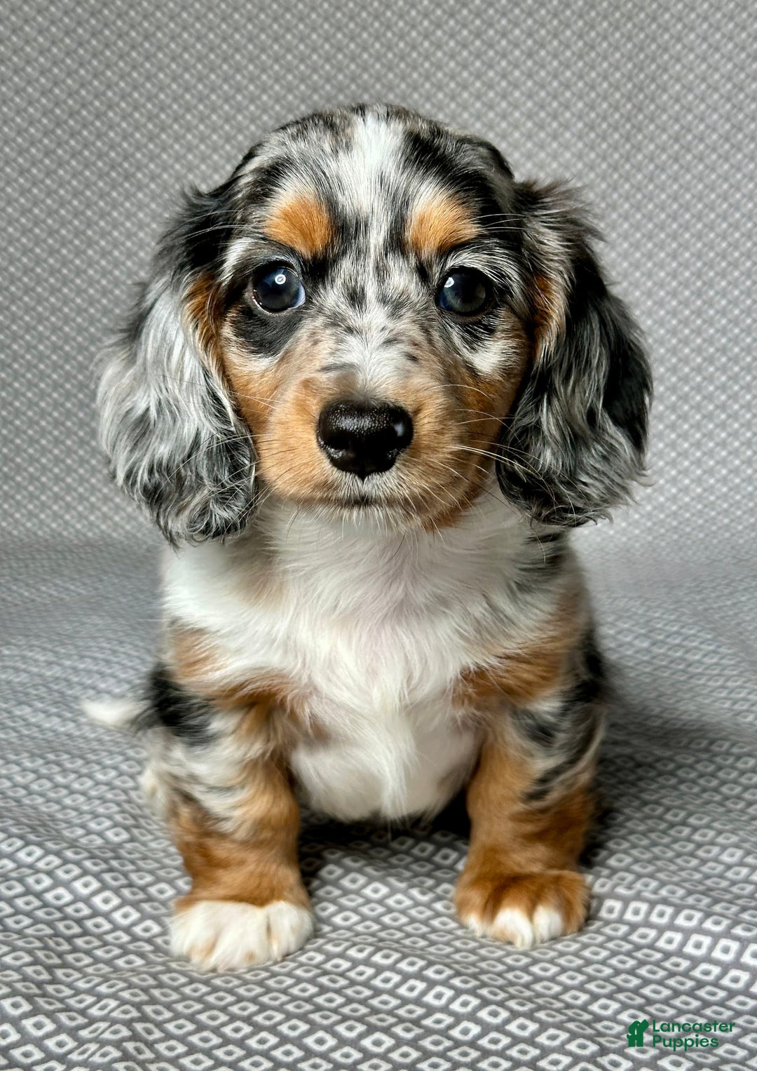 Miniature Dachshund dogs for sale: Miniature Dachshund 3 puppies - Image 1