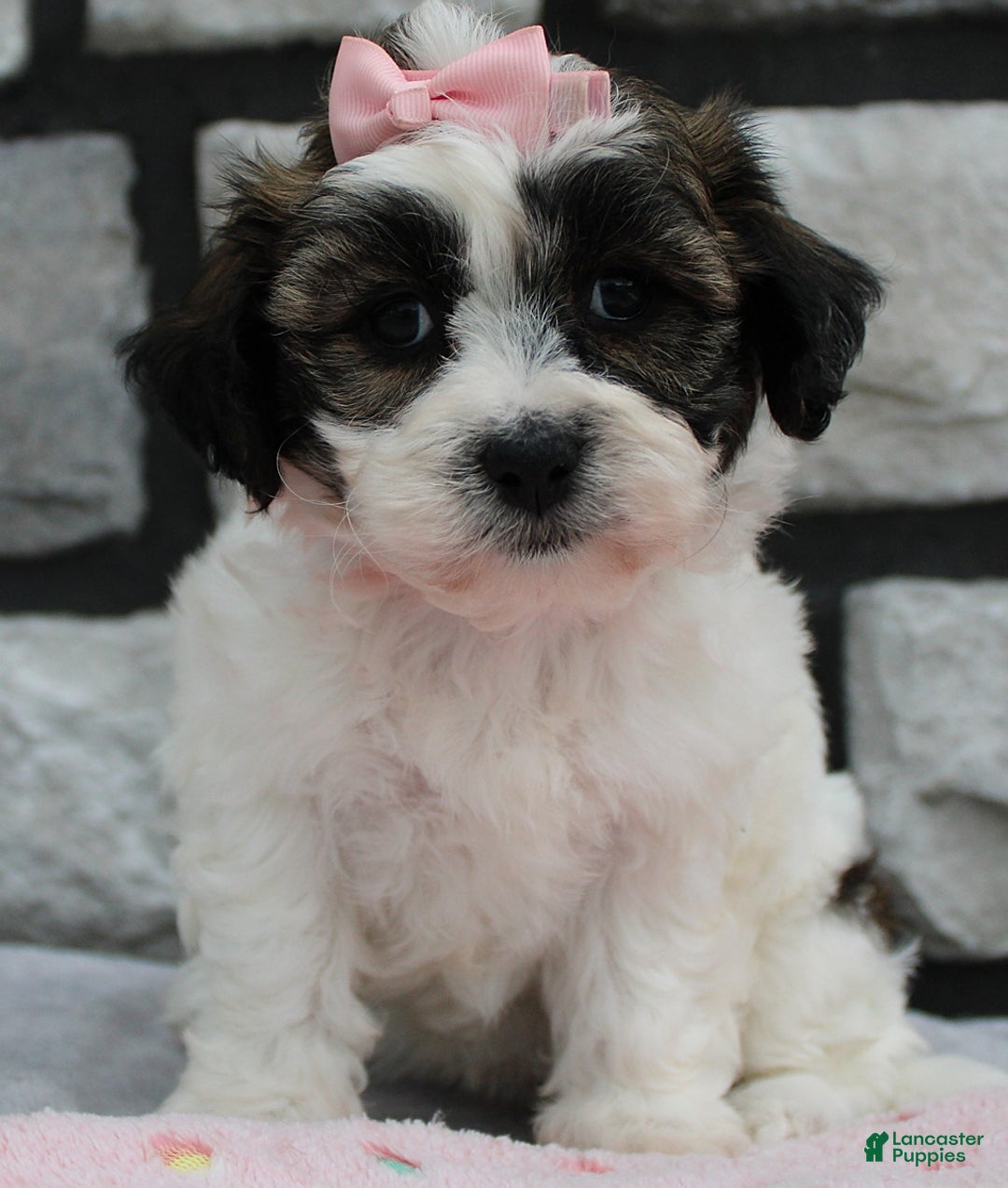 Teddy Bear dogs for sale: Ava - Image 3