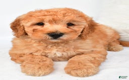 Mini Goldendoodle dogs for sale: Theo - Image 8