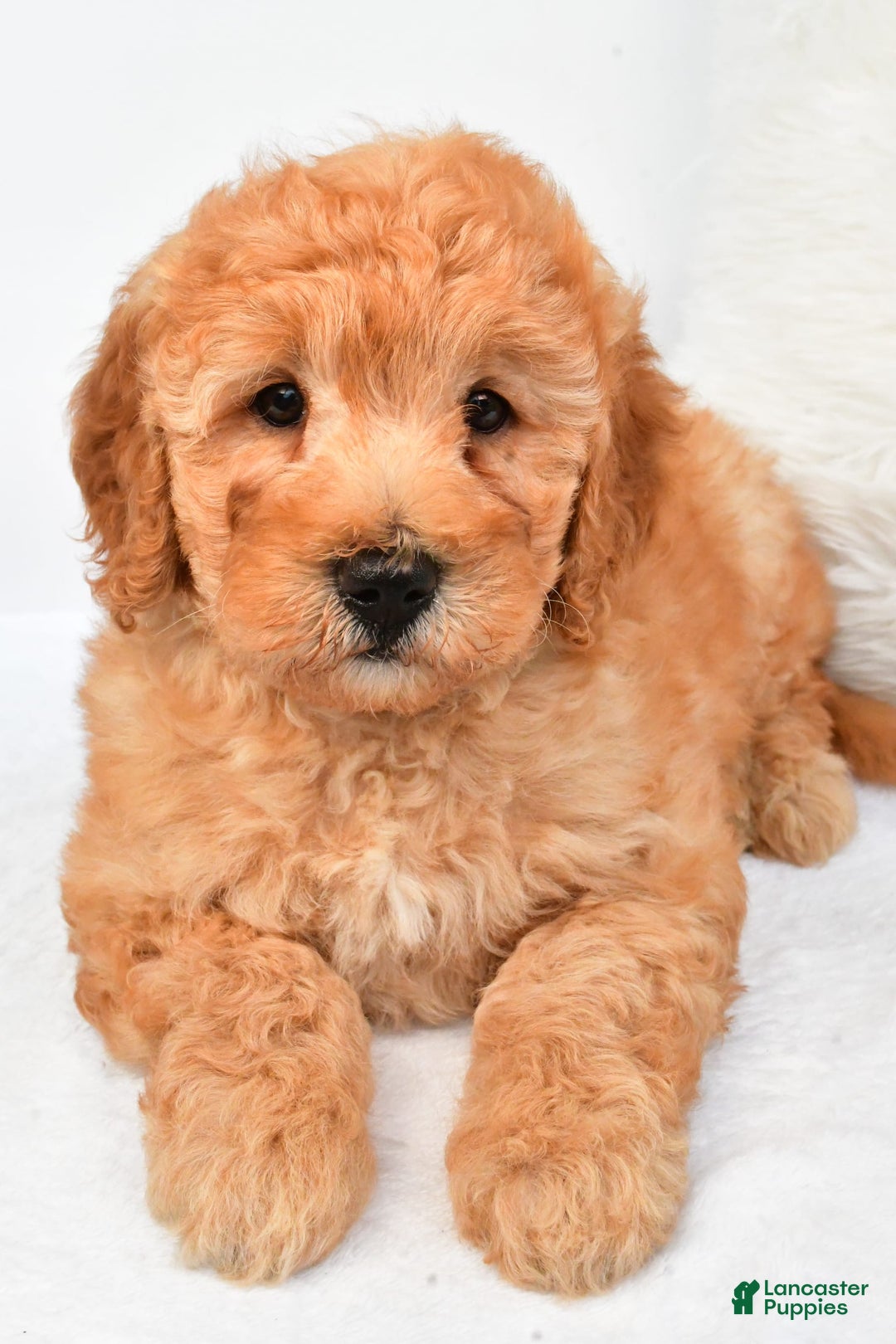 Mini Goldendoodle dogs for sale: Theo - Image 8
