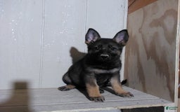 German Shepherd dogs for sale: Annette - Image 1