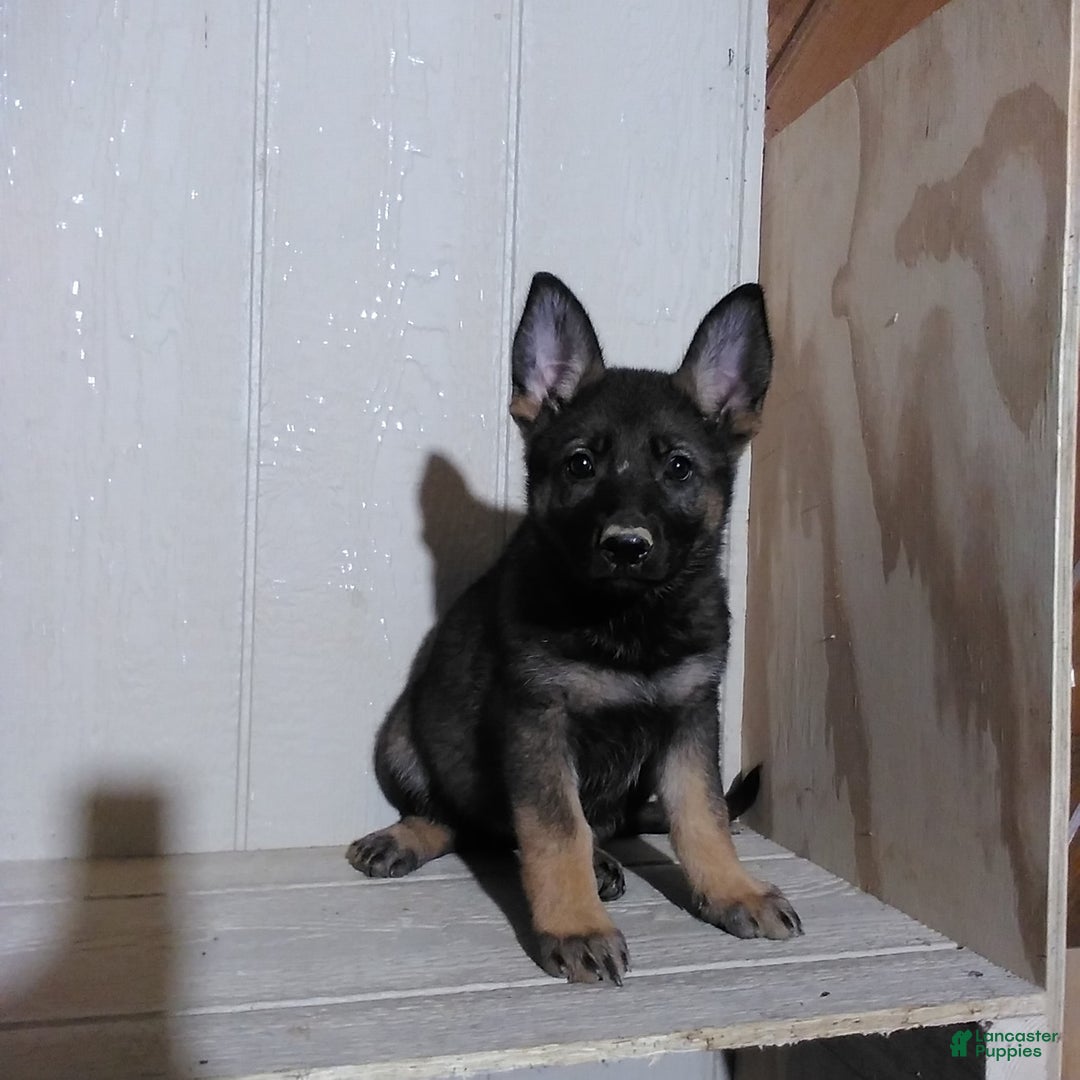 German Shepherd dogs for sale: Annette - Image 1