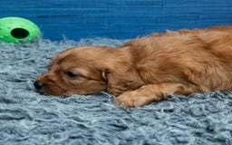 Cavapoo dogs for sale: Jacoby - Image 14