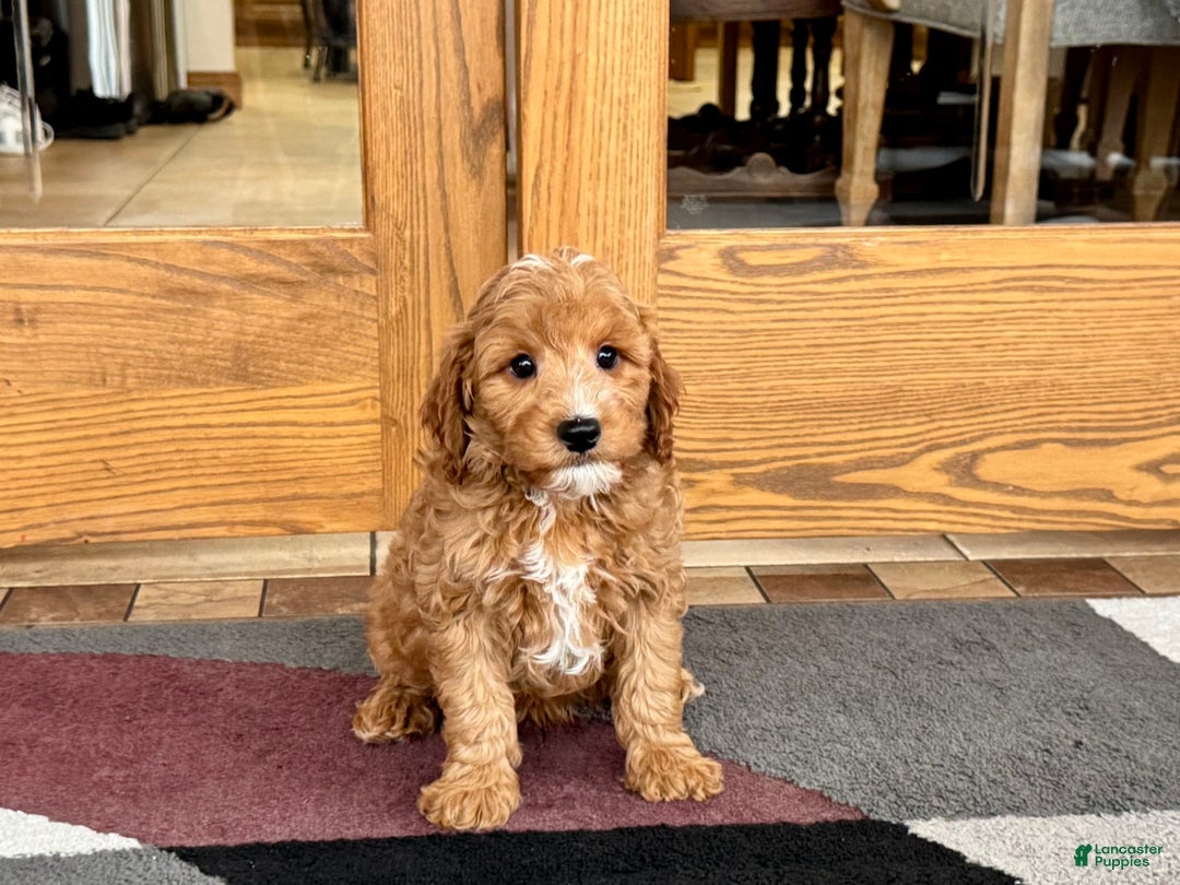 Cavapoo dogs for sale: Perry F1b - Image 2