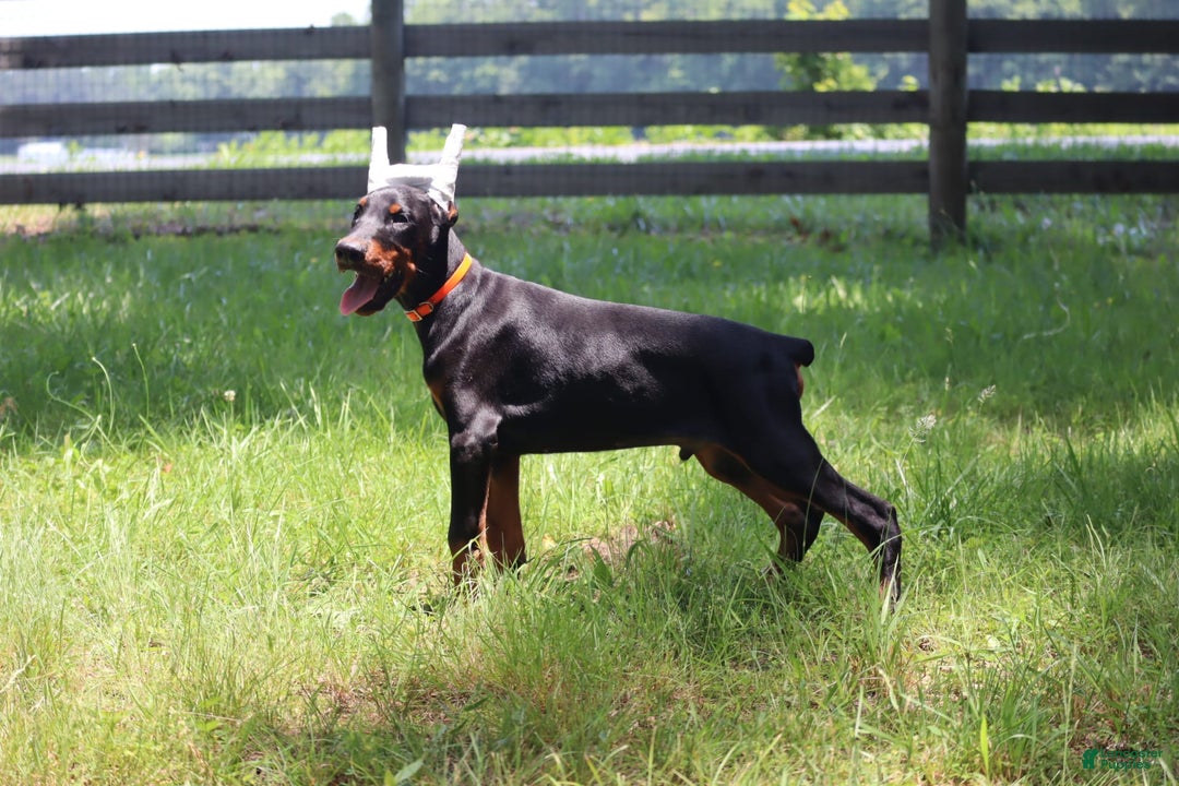 Doberman Pinscher dogs for sale: Storm - Image 1