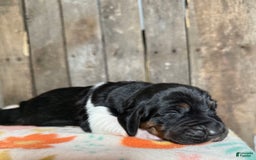 Basset Hound dogs for sale: Puddin - Image 1