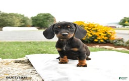 Miniature Dachshund dogs for sale: Chili - Image 5