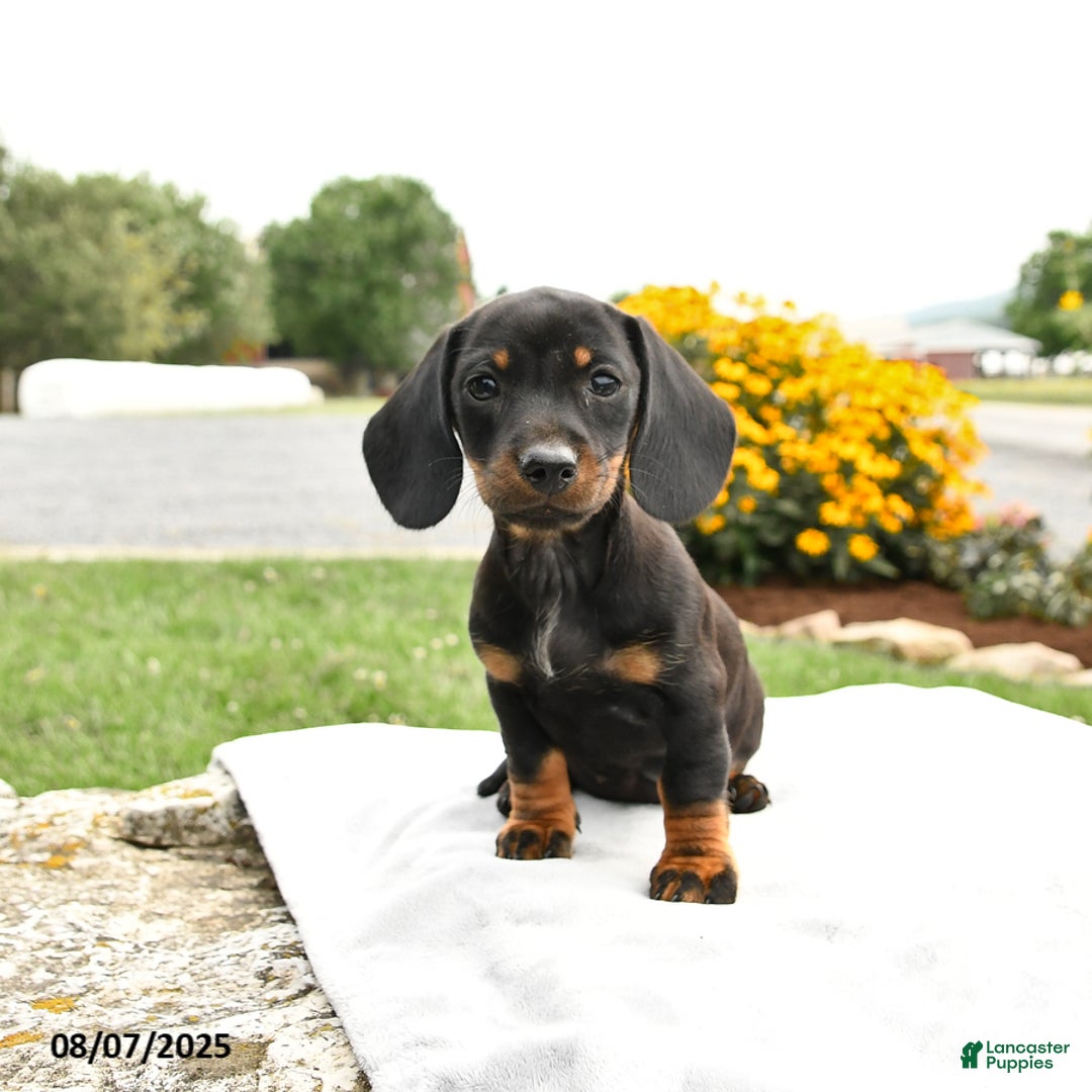 Miniature Dachshund dogs for sale: Chili - Image 5
