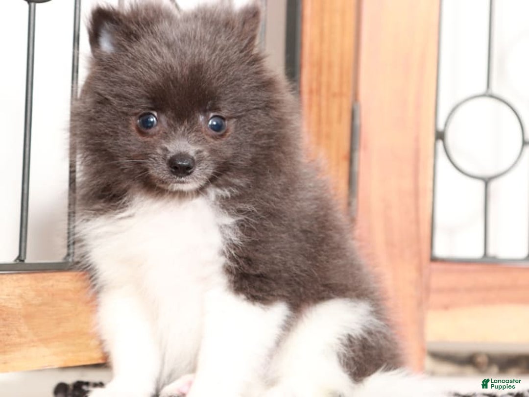 Pomeranian dogs for sale: Storm - Image 2