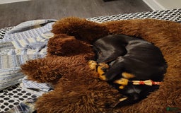 Doberman Pinscher dogs for sale: Fierren - Image 4