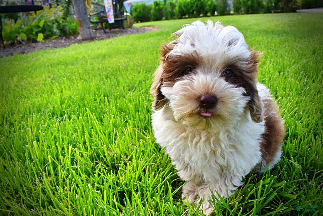 Havapoo dogs for sale: Vixen - Image 16