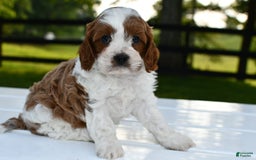 Cavapoo dogs for sale: Mia - Image 18