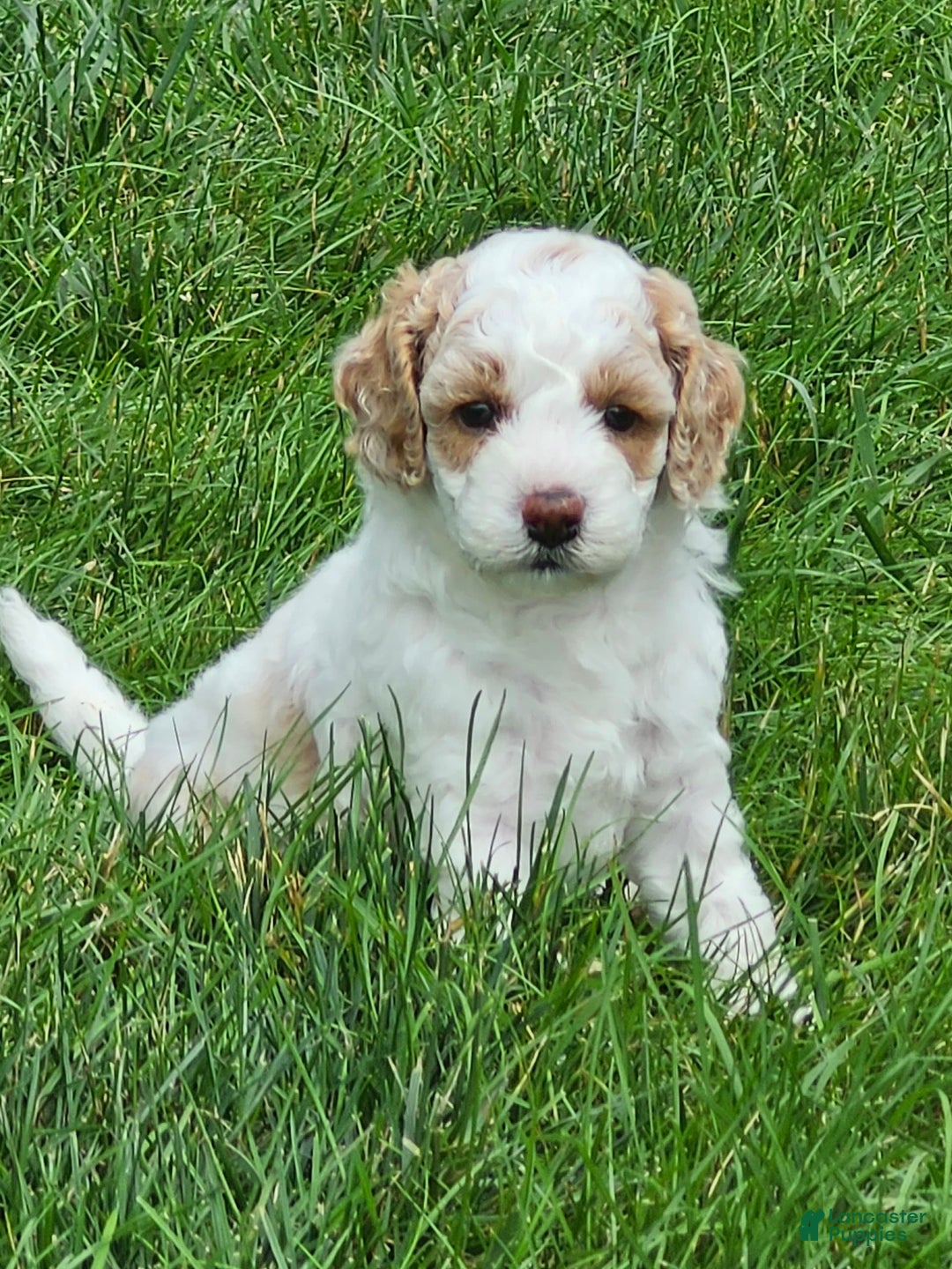 Cockapoo dogs for sale: Remi - Image 1