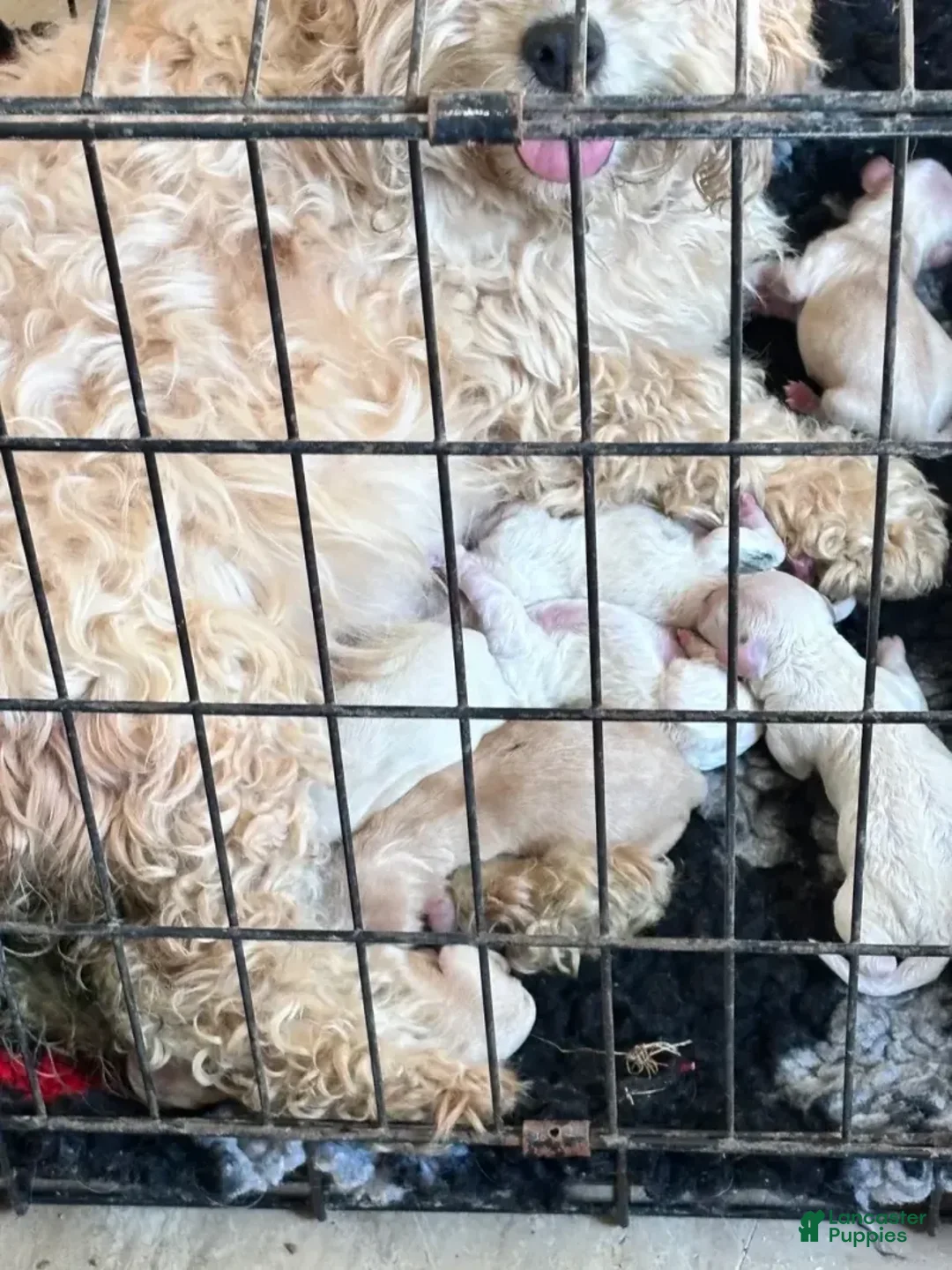 Cavachon dogs for sale: Willy - Image 6