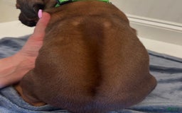 Rhodesian Ridgeback dogs for sale: Blaze - Image 3