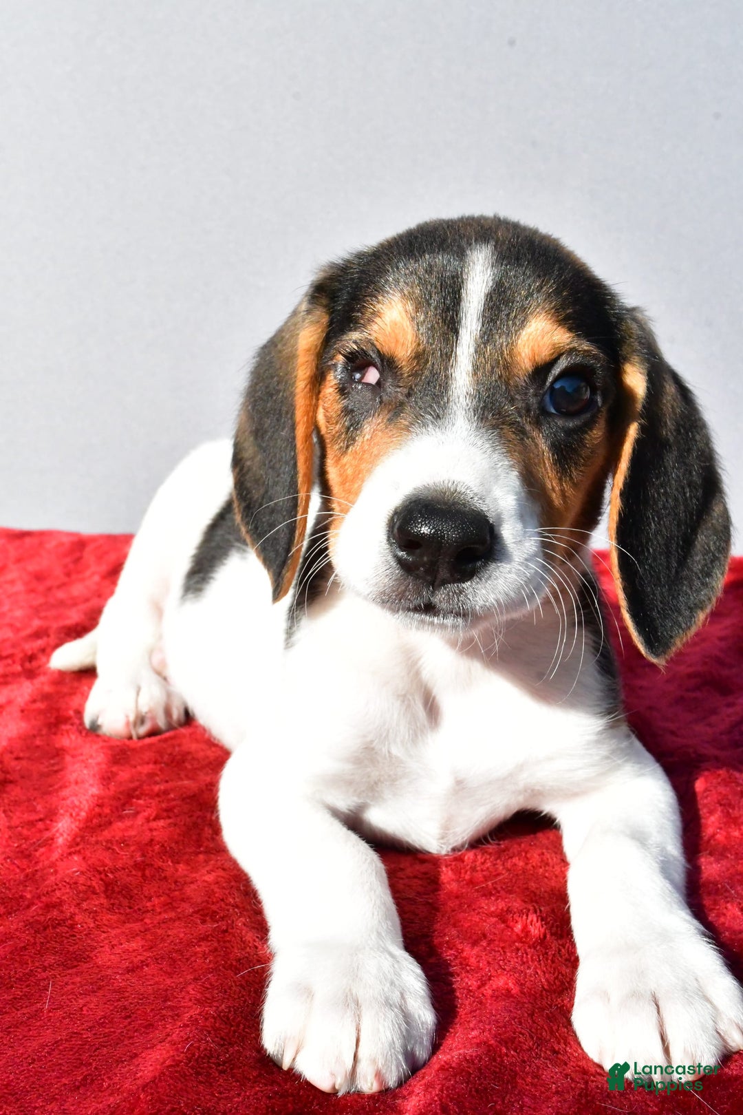 Beagle dogs for sale: Sammy - Image 6