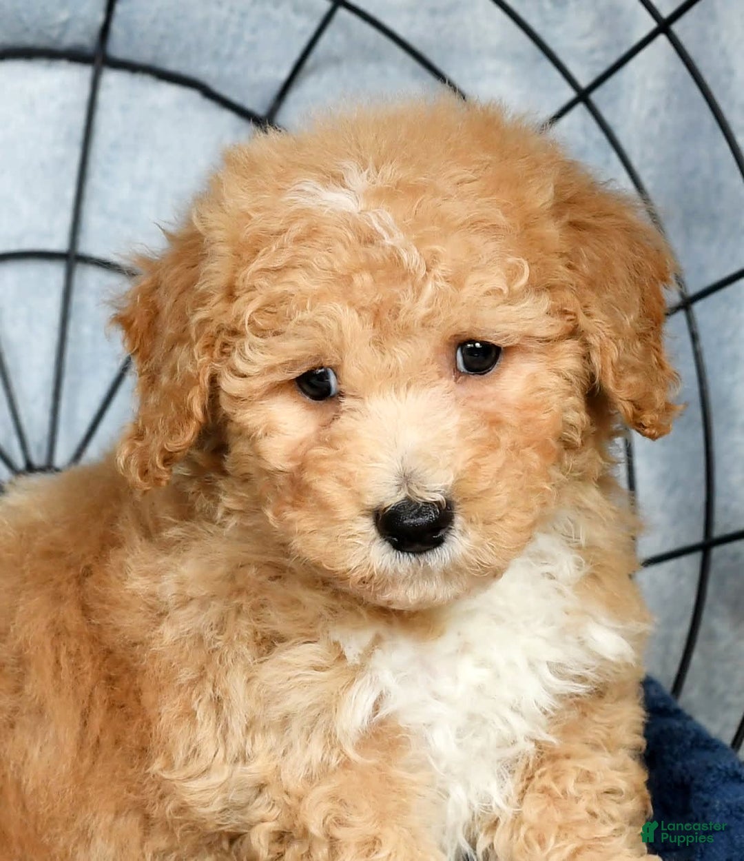 Bichpoo dogs for sale: Nolan - Image 8