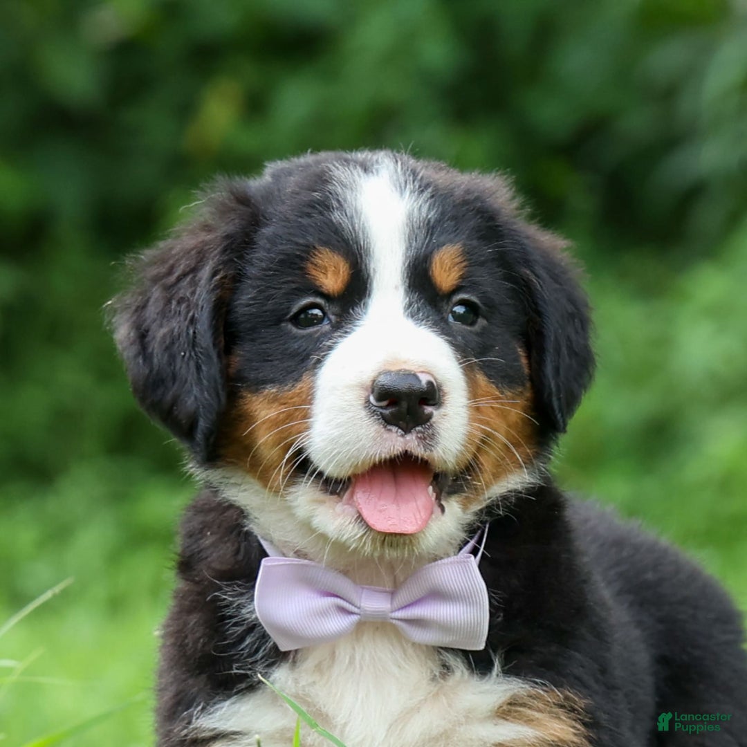 Bernese Mountain Dog dogs for sale: Suse - Image 9