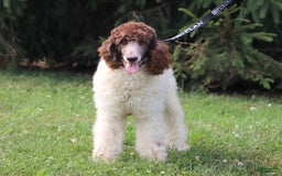 Sheepadoodle dogs for sale: Lola - Image 7