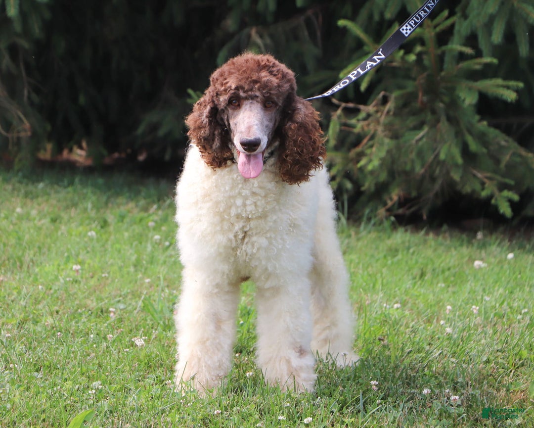 Sheepadoodle dogs for sale: Lola - Image 7