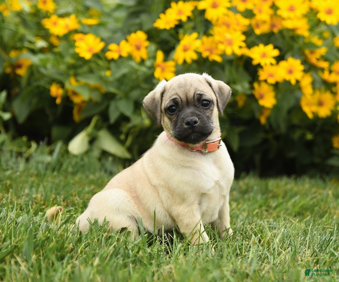 Jug dogs for sale: Henry - Image 1