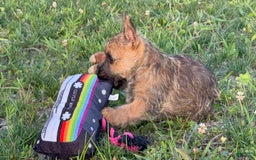 Cairn Terrier dogs for sale: Captain - Image 8