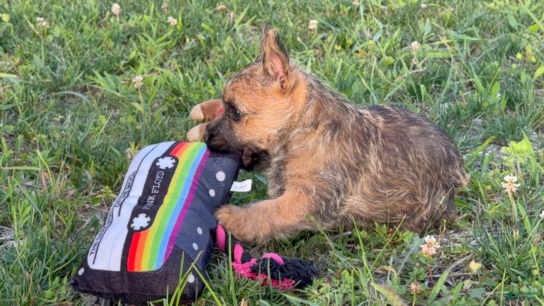 Cairn Terrier dogs for sale: Captain - Image 8